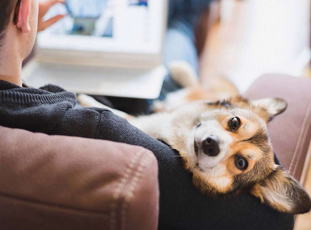 The First Pet Booking Solution for Hybrid Workplaces